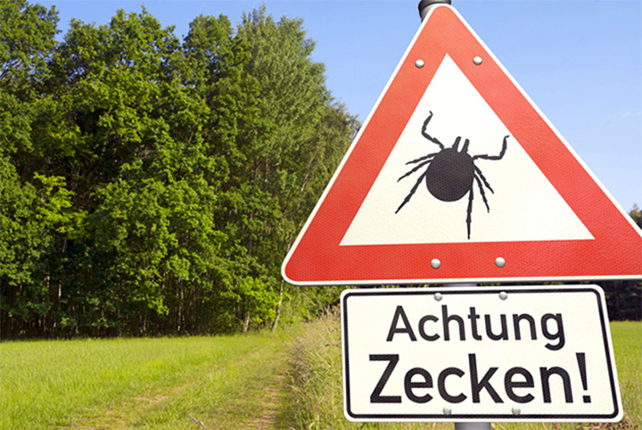 Aktuell: FSME-Impfung Zeckenschutz 2025